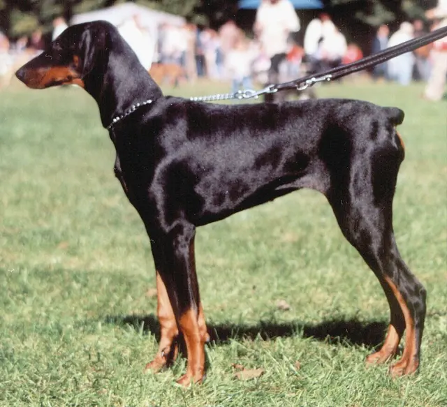 Dobermann