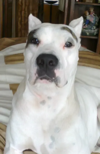 Dogo Guatemalteco
