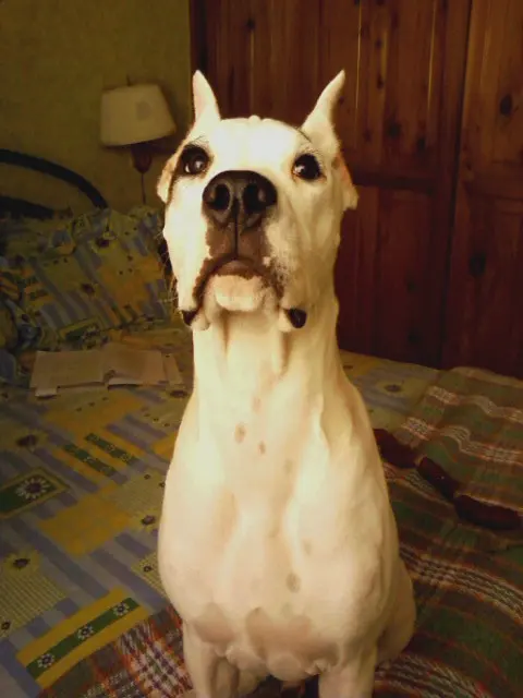 Dogo Guatemalteco