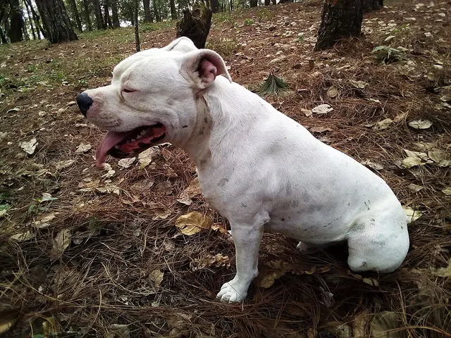 Dogo Guatemalteco