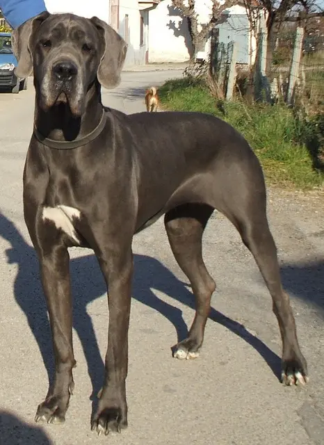 Dogue allemand
