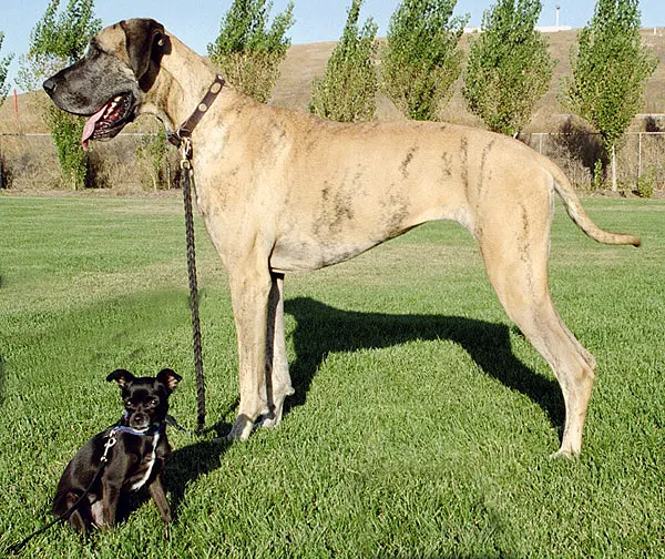 Dogue allemand