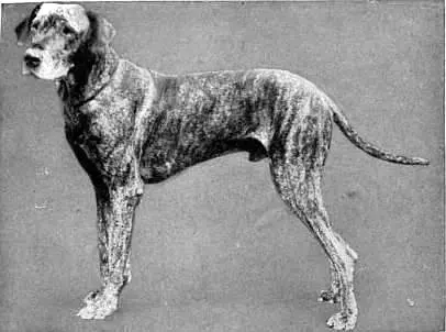 Dogue allemand