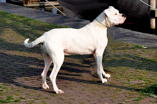 Dogue argentin