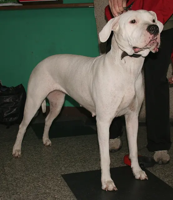 Dogue argentin
