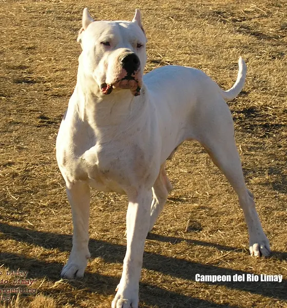Dogue argentin