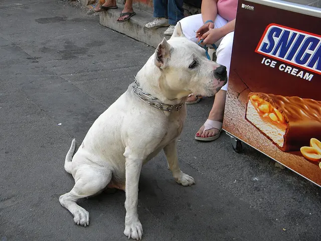 Dogue argentin