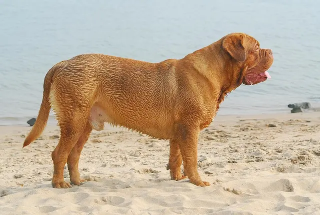 Dogue de Bordeaux