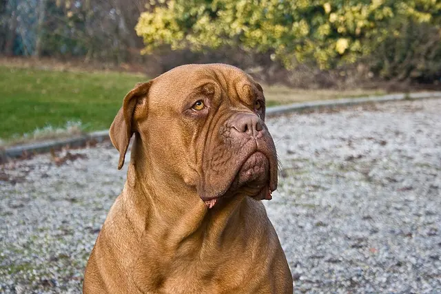 Dogue de Bordeaux