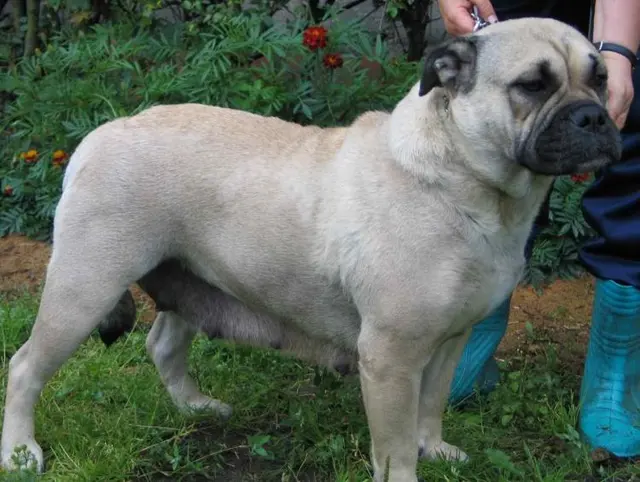 Dogue de Majorque
