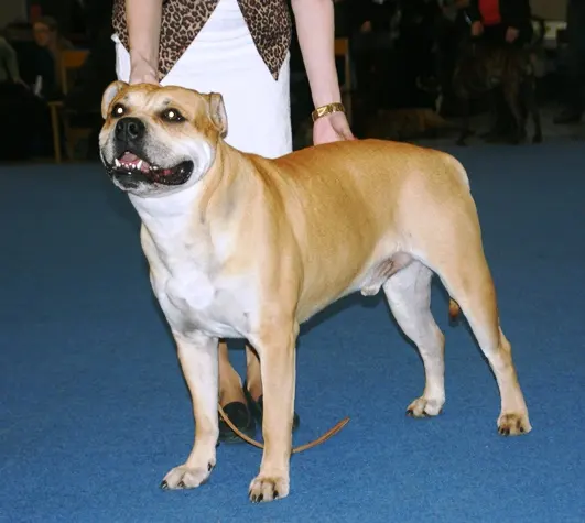 Dogue de Majorque