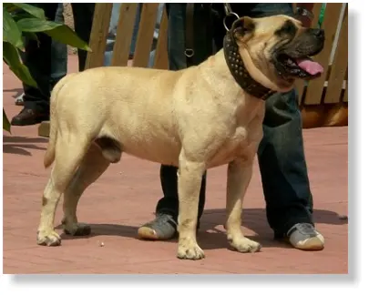 Dogue de Majorque