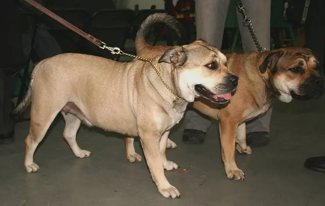 Dogue de Majorque