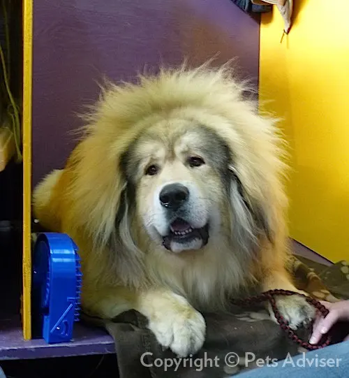 Dogue du Tibet
