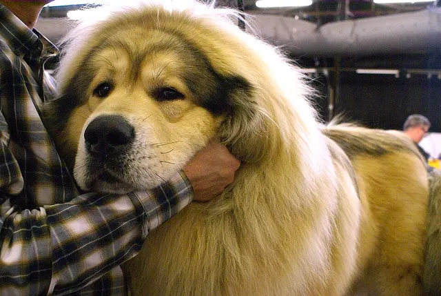 Dogue du Tibet
