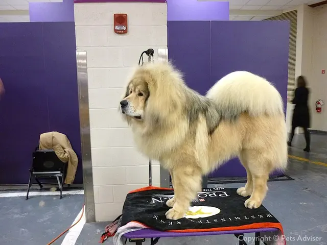 Dogue du Tibet