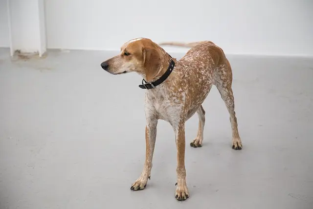 English Coonhound