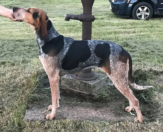 English Coonhound