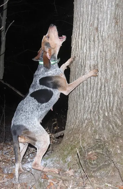 English Coonhound