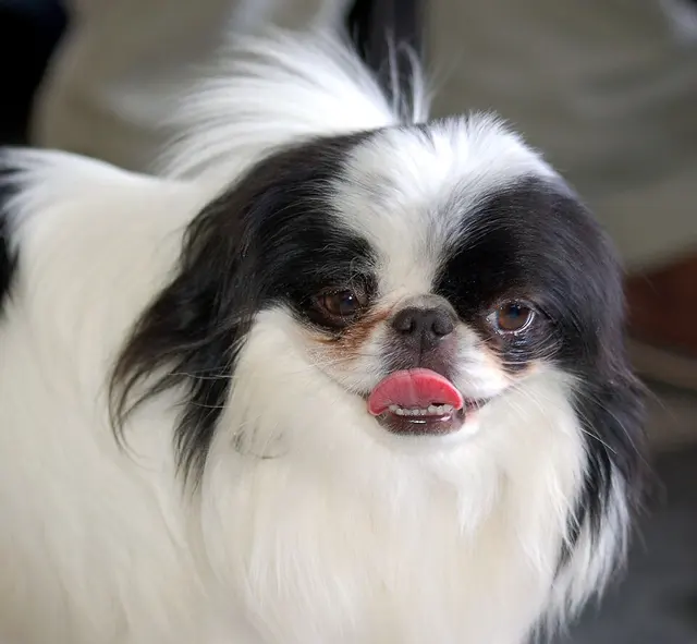 Épagneul japonais