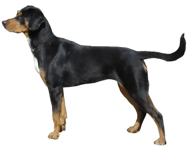 Erdélyi kopó
