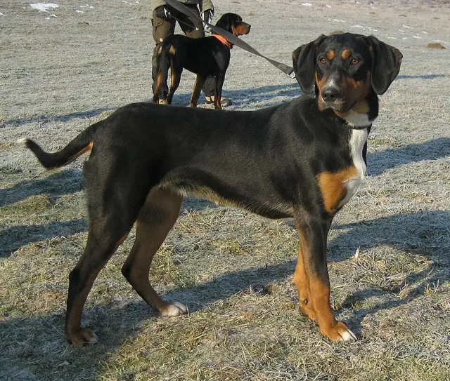 Erdélyi kopó
