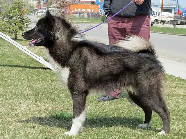 Esquimau canadien