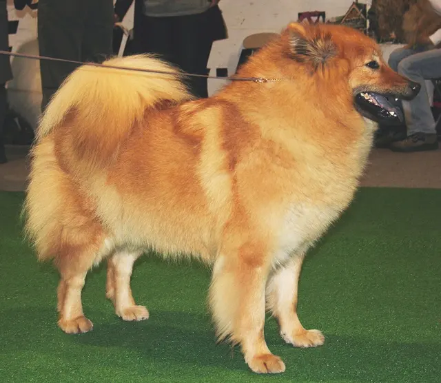 Eurasier