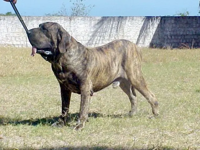 Fila Brasileiro