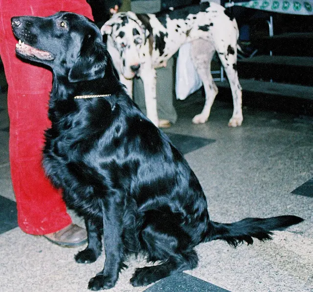 Flat-Coated Retriever