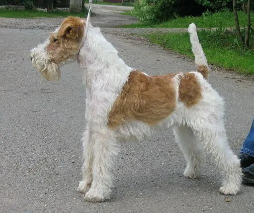 Fox-terrier à poil dur