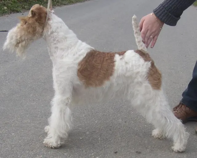 Fox-terrier à poil dur