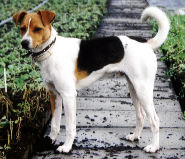 Fox-terrier à poil lisse