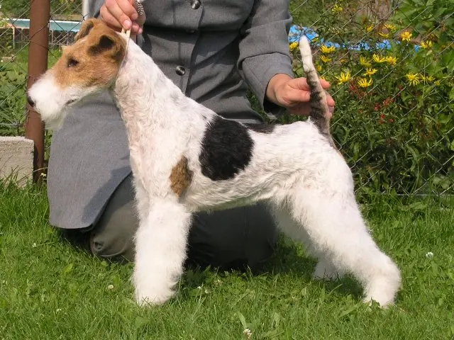 Fox-terrier
