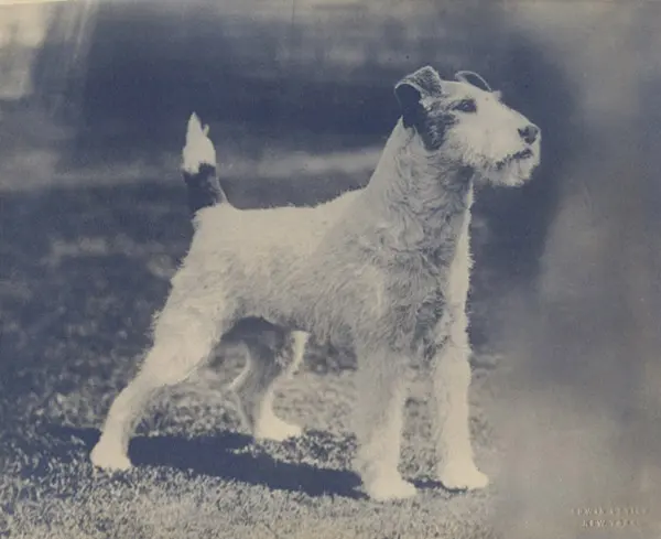 Fox-terrier