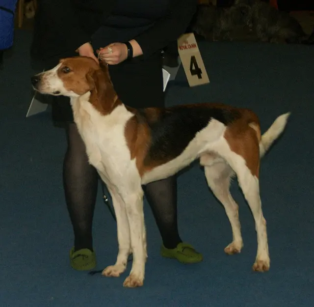 Foxhound américain