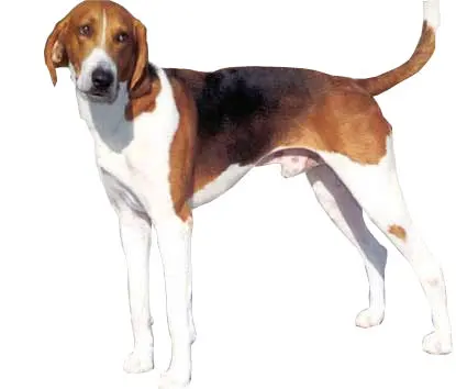 Foxhound américain