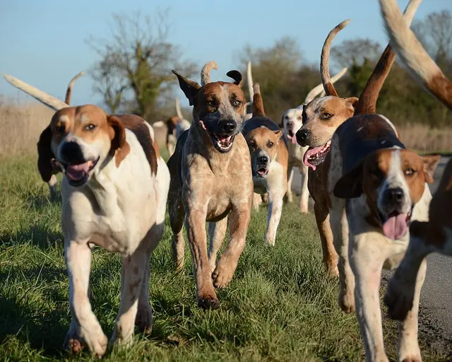 Foxhound anglais
