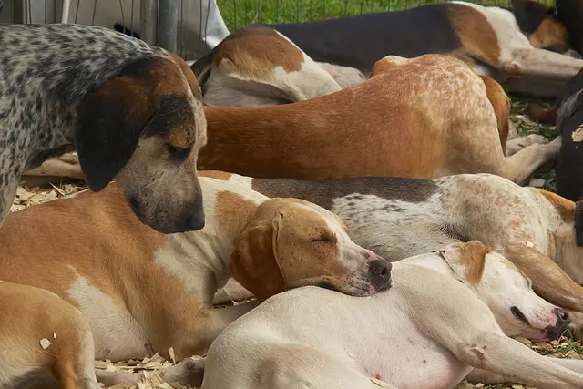 Foxhound anglais