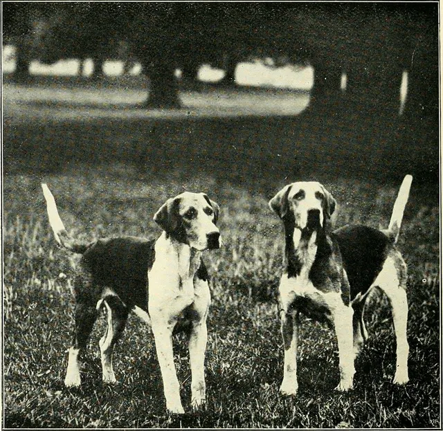 Foxhound anglais