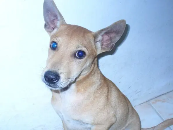 Gegar colombien