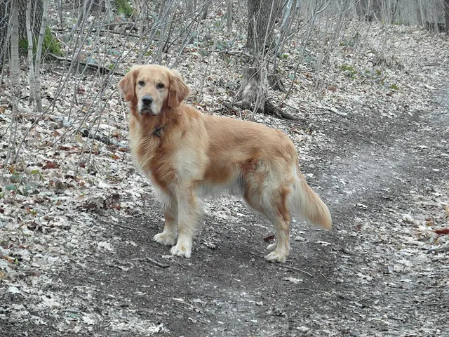 Golden retriever