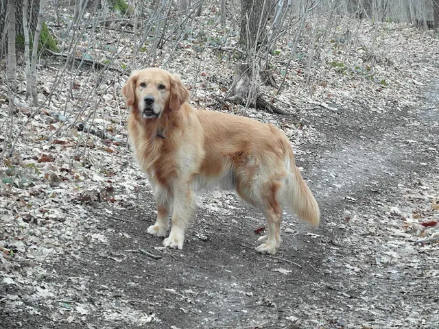 Golden retriever