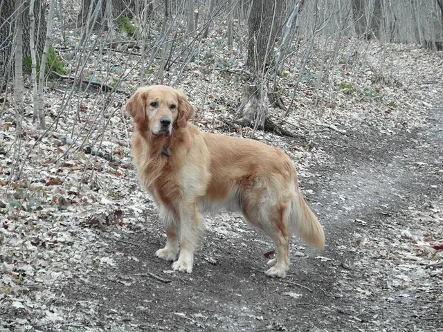 Golden retriever