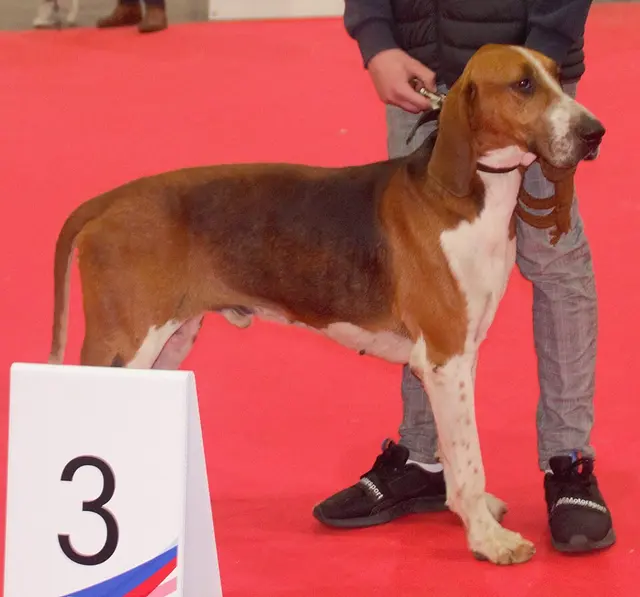Grand anglo-français tricolore