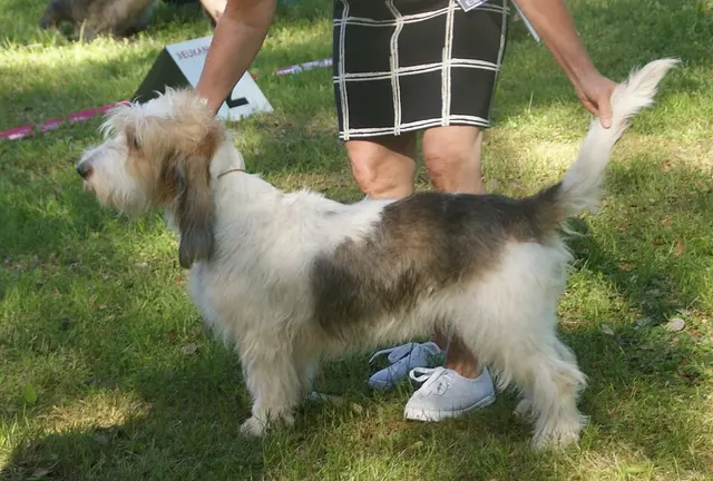 Grand basset griffon vendéen