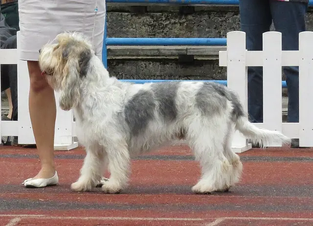 Grand basset griffon vendéen
