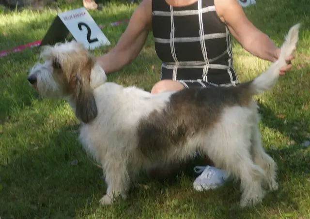 Grand basset griffon vendéen