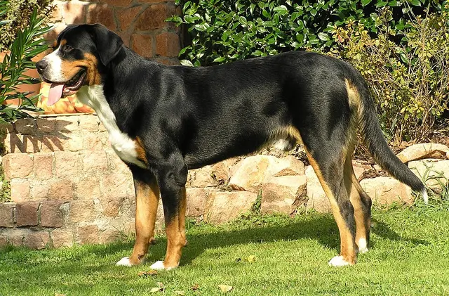 Grand bouvier suisse