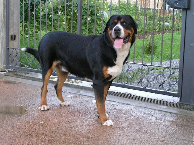 Grand bouvier suisse